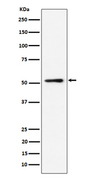 NUP50 Rabbit Monoclonal Antibody