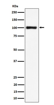 Nucleolin Rabbit Monoclonal Antibody