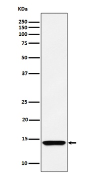 HINT1 Rabbit Monoclonal Antibody