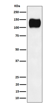 ICAM3/CD50 Rabbit Monoclonal Antibody