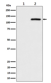 Phospho-CBL/CBL Rabbit Monoclonal Antibody