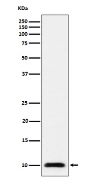 UBA52 Rabbit Monoclonal Antibody