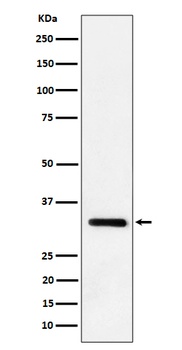 IL-33/IL Rabbit Monoclonal Antibody