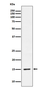 Phospho-Histone H3.3/H3 Rabbit Monoclonal Antibody