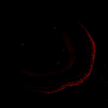 Zebrafish siah1 Rabbit Polyclonal Antibody