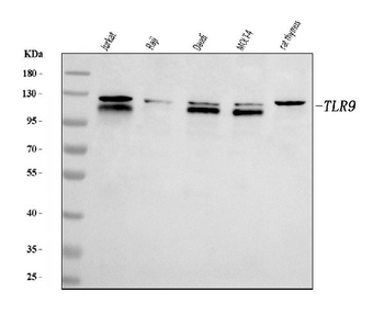 TLR9 Rabbit Polyclonal Antibody