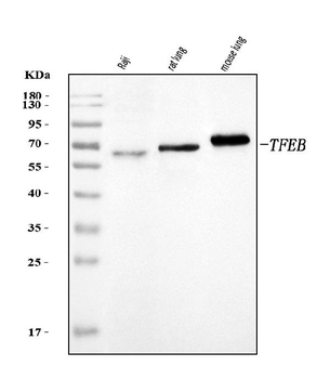 TFEB Rabbit Polyclonal Antibody