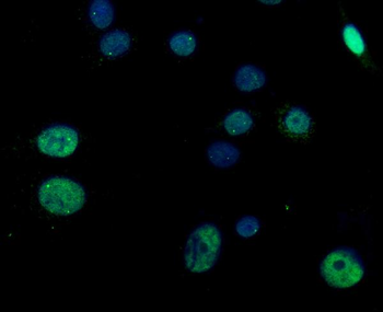 RGS12 Rabbit Polyclonal Antibody