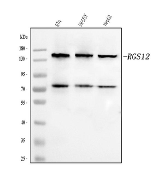RGS12 Rabbit Polyclonal Antibody