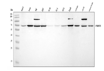 PRMT5 Antibody