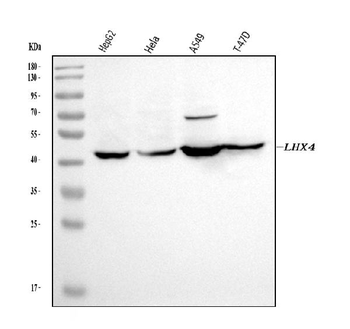 LHX4 Rabbit Polyclonal Antibody