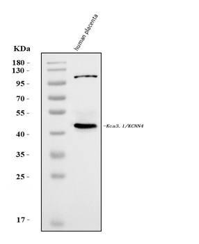 KCNN4 Rabbit Polyclonal Antibody