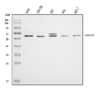 Tip60/KAT5 Rabbit Polyclonal Antibody