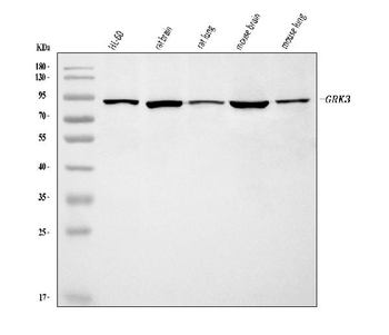 GRK3 Rabbit Polyclonal Antibody