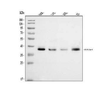 JAM-A/F11R Antibody