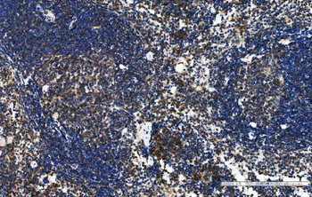 Cxcr5 Antibody