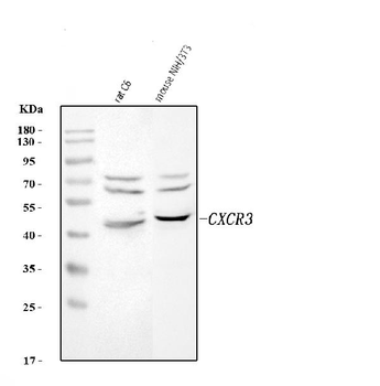 Cxcr3 Antibody