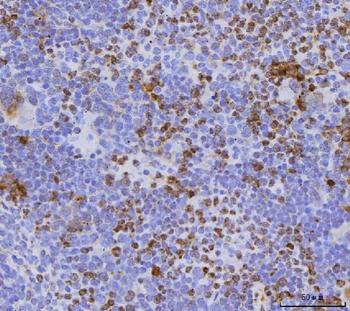 Cdc25b Antibody