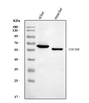 Cdc25b Antibody