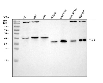 CD1B Rabbit Polyclonal Antibody