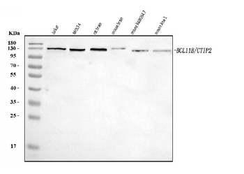 Ctip2/BCL11B Rabbit Polyclonal Antibody