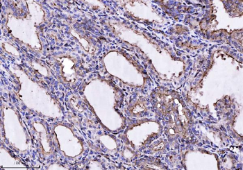 Annexin-4/ANXA4 Antibody
