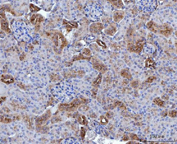 Annexin-4/ANXA4 Antibody