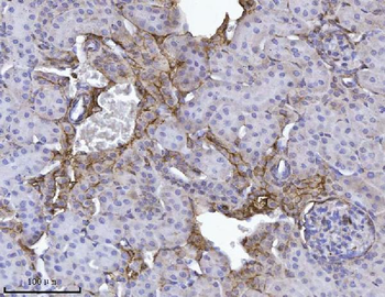 Annexin-4/ANXA4 Antibody