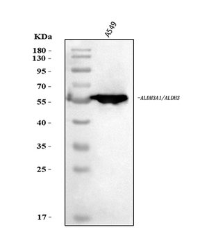 ALDH3A1 Rabbit Polyclonal Antibody