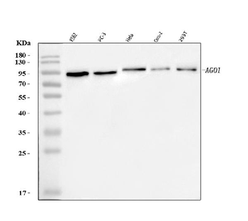 AGO1 Rabbit Polyclonal Antibody