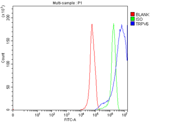 TRPV6 Antibody