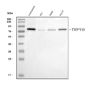 TRPV6 Antibody
