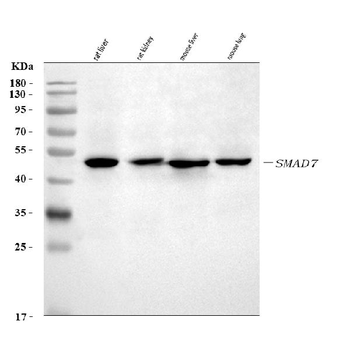 MADH7/SMAD7 Rabbit Polyclonal Antibody