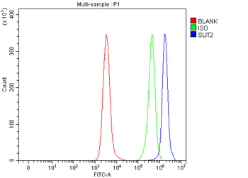 SLIT2 Rabbit Polyclonal Antibody