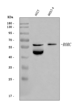 ROR gamma/RORC Rabbit Polyclonal Antibody