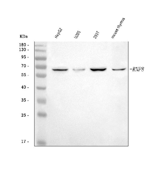 RNF8 Rabbit Polyclonal Antibody