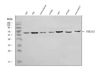PRKAG2 Antibody