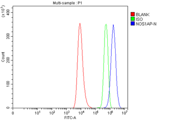 CAPON/NOS1AP Rabbit Polyclonal Antibody