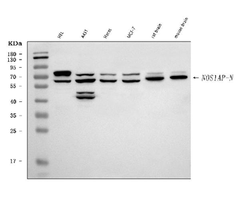 CAPON/NOS1AP Rabbit Polyclonal Antibody