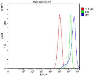 MX1 Rabbit Polyclonal Antibody