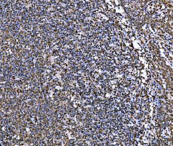 MRE11 Antibody