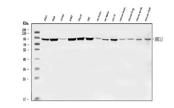 MRE11 Antibody