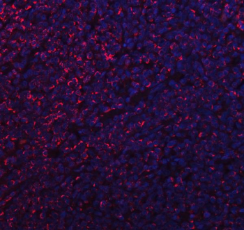 MFF Antibody