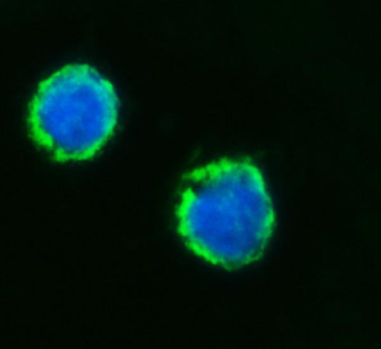 MFF Antibody