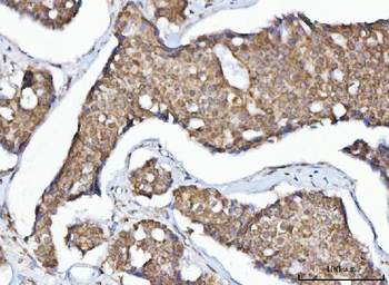 MFF Antibody