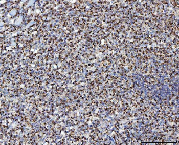 MFF Antibody