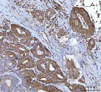 MFF Antibody