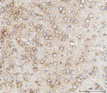 MFF Antibody
