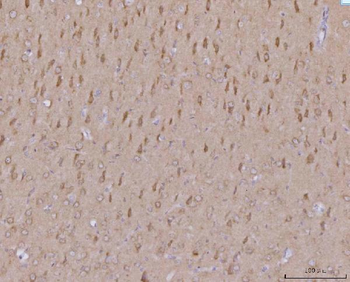 MFF Antibody