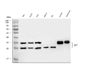 MFF Antibody